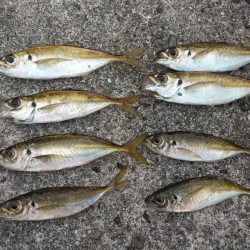 ミカンのついでにアジ釣り