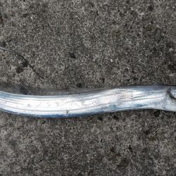 ミカンのついでに太刀魚釣り