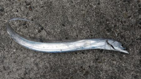 ミカンのついでに太刀魚釣り