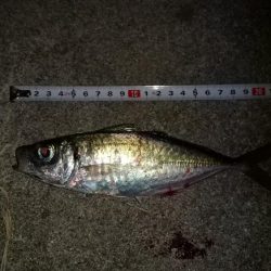 久し振りの仕事終わり釣行