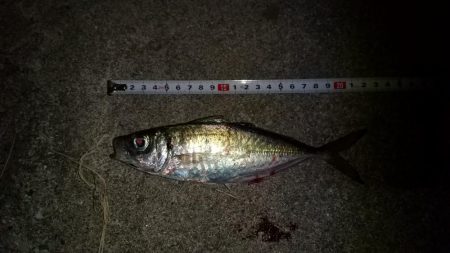 久し振りの仕事終わり釣行