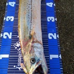 アジ全く釣れず。