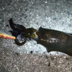 久々のアオリイカ