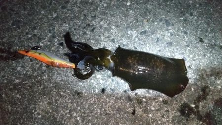 久々のアオリイカ