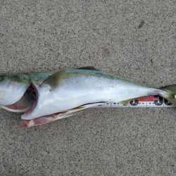 なけなしのアジで