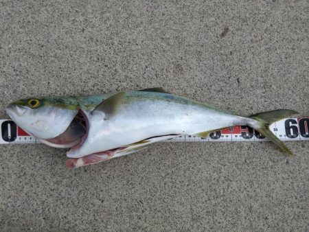 なけなしのアジで