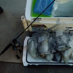 ティップラン初挑戦でアオリ