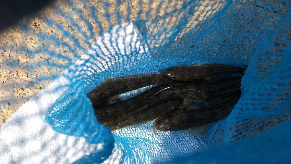 マハゼ大型狙い