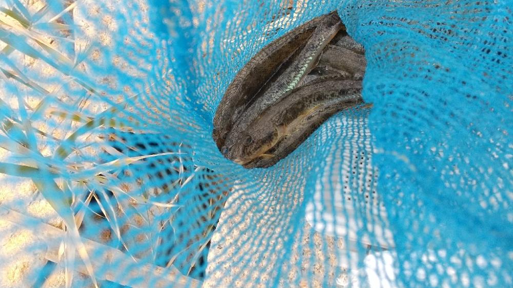 ヤッパ穴釣り