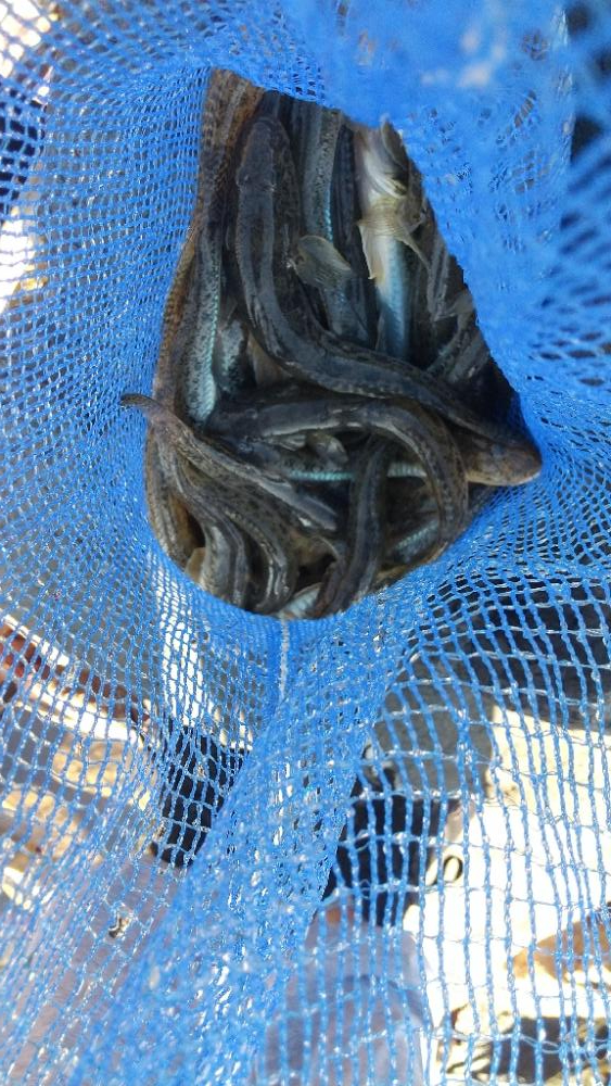 マハゼも大きくなりました