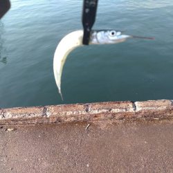 助松埠頭サヨリング