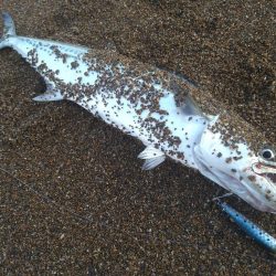 朝活サーフは…