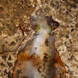 結果オーライ。