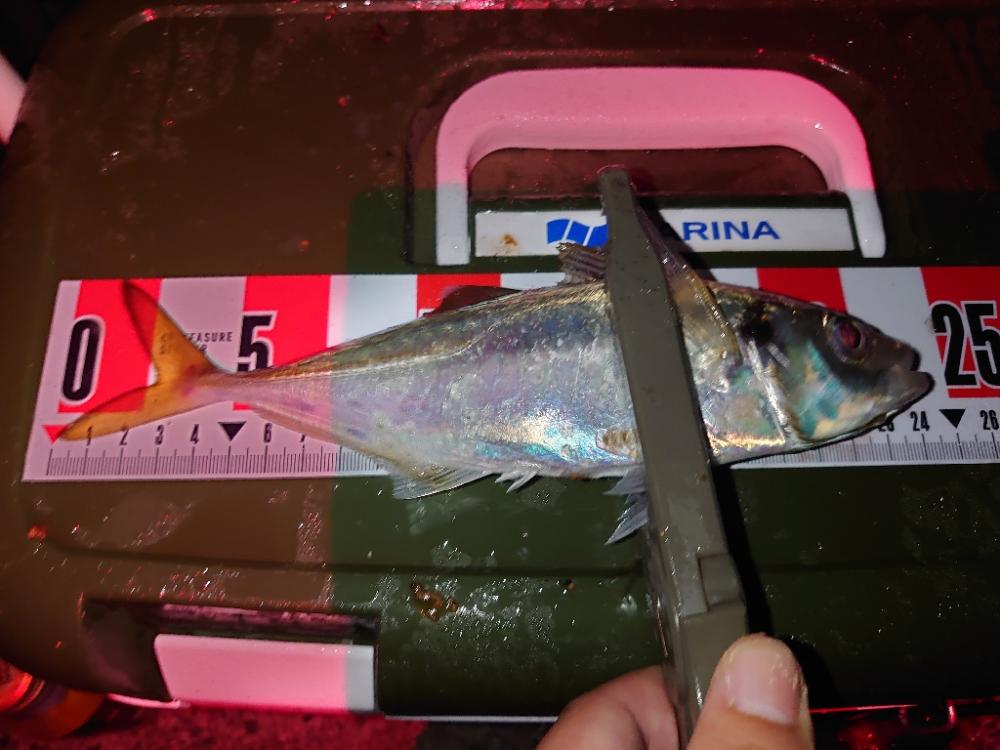 今季初アジ狙いのカゴ釣り🎣