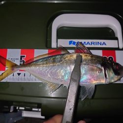 オカズ確保のカゴ釣り