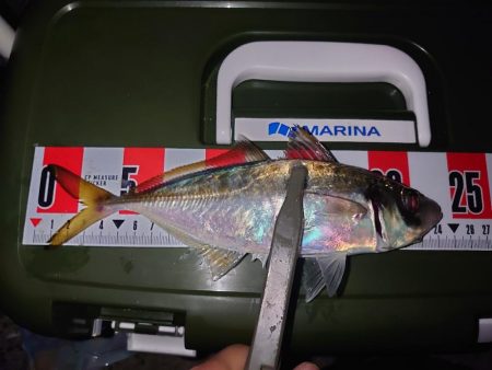 オカズ確保のカゴ釣り