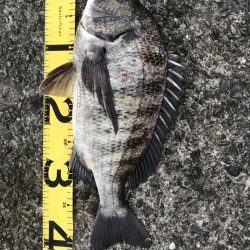 久しぶりのチヌ