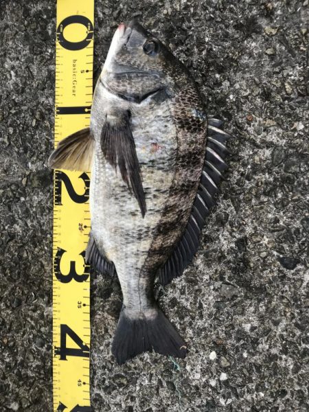 久しぶりのチヌ