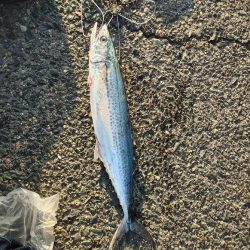 今シーズン坊主無し