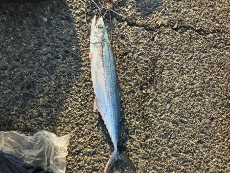 今シーズン坊主無し