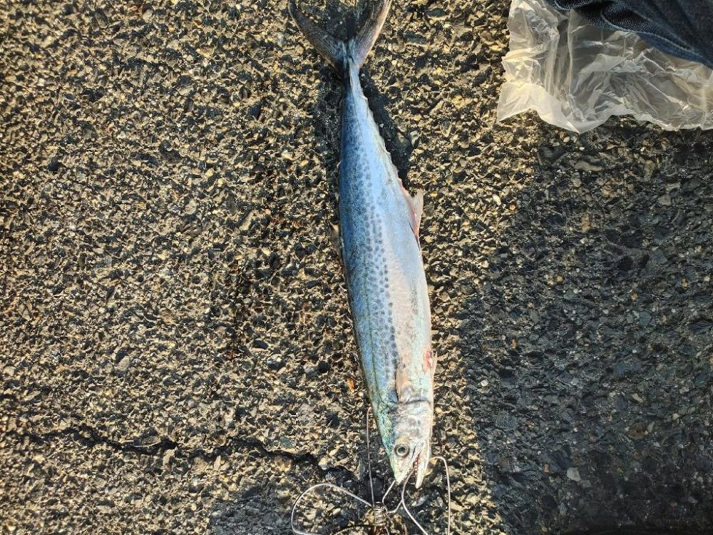 今シーズン坊主無し