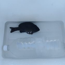 サビキ、泳がせ