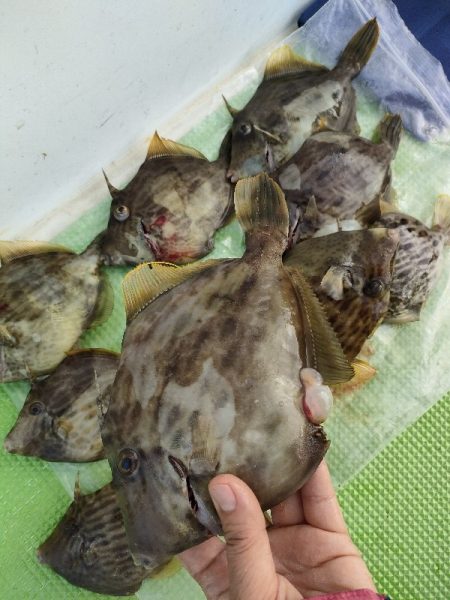 カワハギ釣り えさ政より