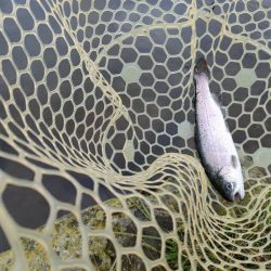 久しぶりの管理釣り場はなかなか楽しめました！