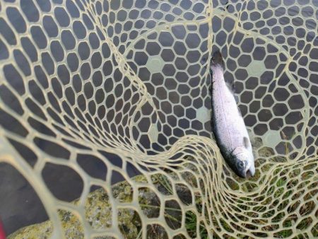 久しぶりの管理釣り場はなかなか楽しめました！