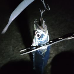 久々にタチウオ