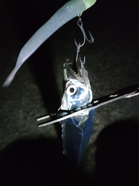 久々にタチウオ