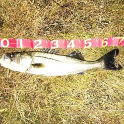 ビッグベイトシーバス