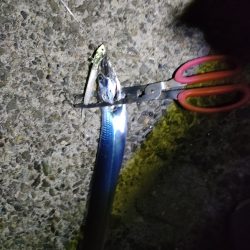 タチウオ久々のマルチ