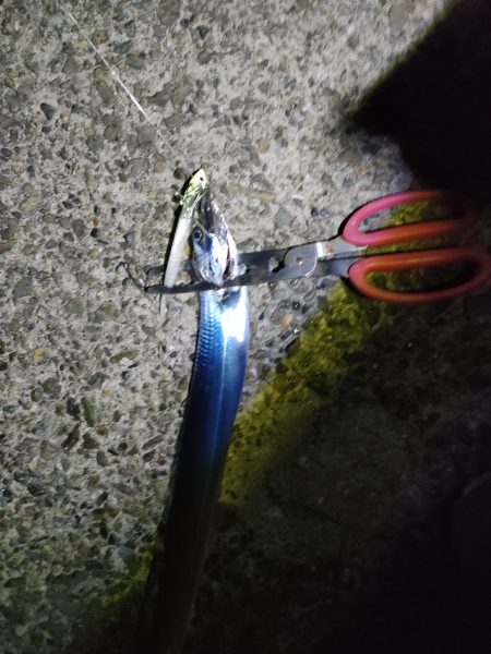 タチウオ久々のマルチ