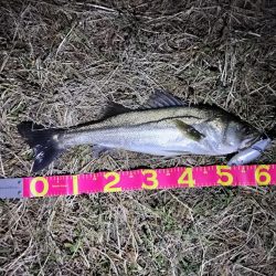 なんとかシーバスキャッチ