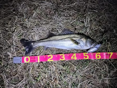 なんとかシーバスキャッチ