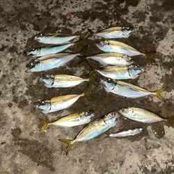 夜中のアジ釣