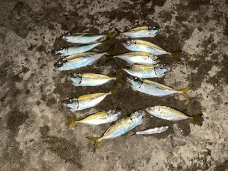 夜中のアジ釣