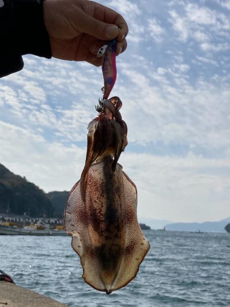 日本海 ラストエギング?