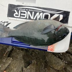 たかたかの釣り日記