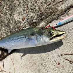 サゴシ君こんにちは