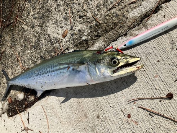 サゴシ君こんにちは