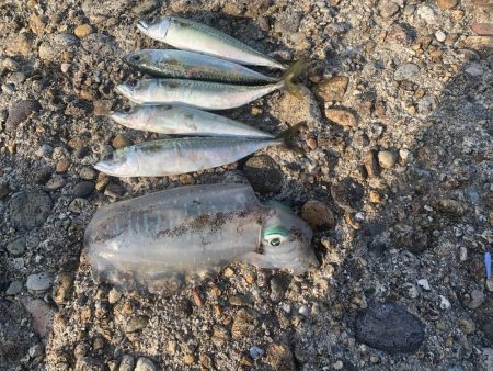 アジフライ不発