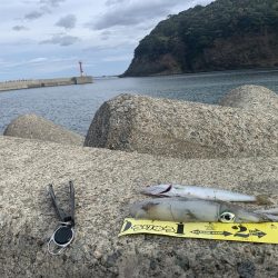 アジフライ不発