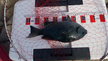 グレ自己最高31センチ