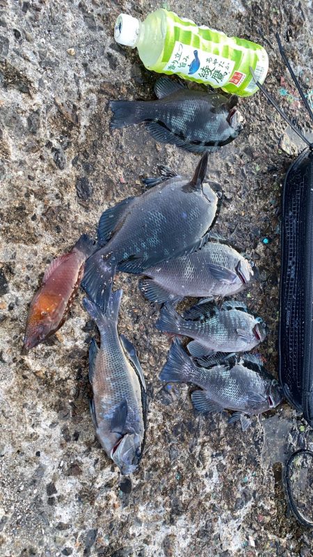 小豆島波止フカセ釣り