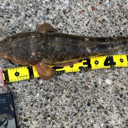 ロクマルマゴチ