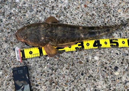 ロクマルマゴチ