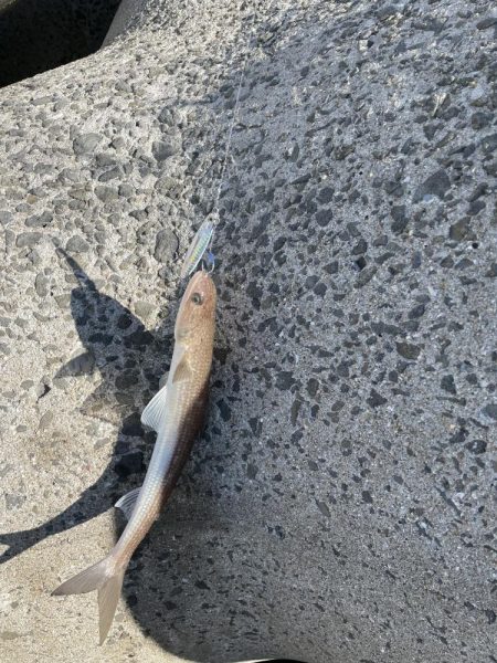 ヒラメと青物狙い