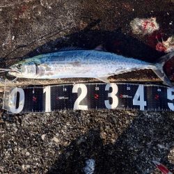 なんとかサゴシ